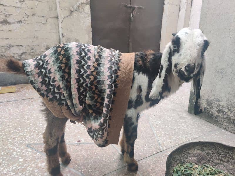 male goat 4