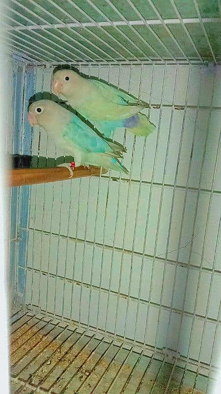 Love birds for sale hai 1