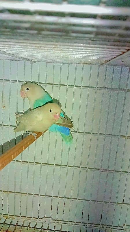 Love birds for sale hai 2