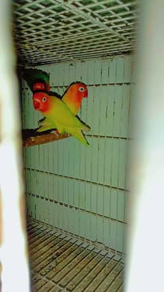 Love birds for sale hai