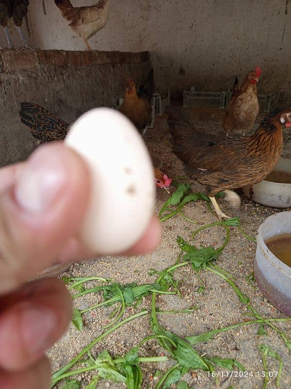 pure desi egg / دیسی انڈے 1