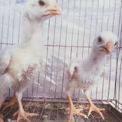 HEERA ASEEL  chick for sale