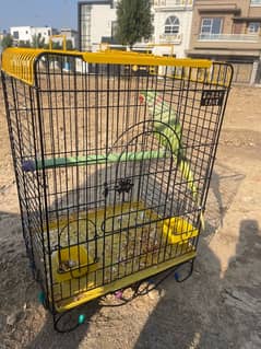 Parrot with cage