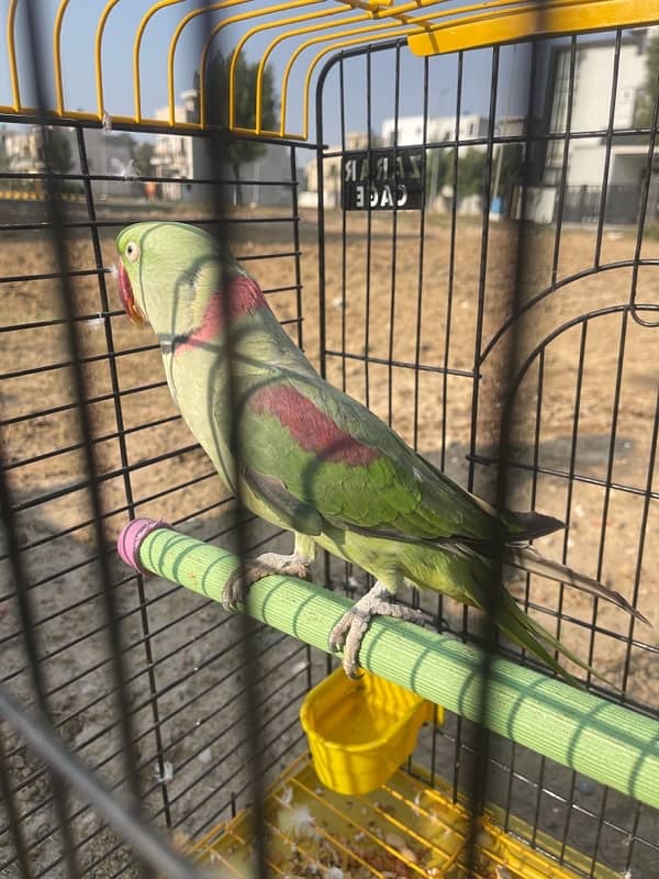 Parrot with cage 1