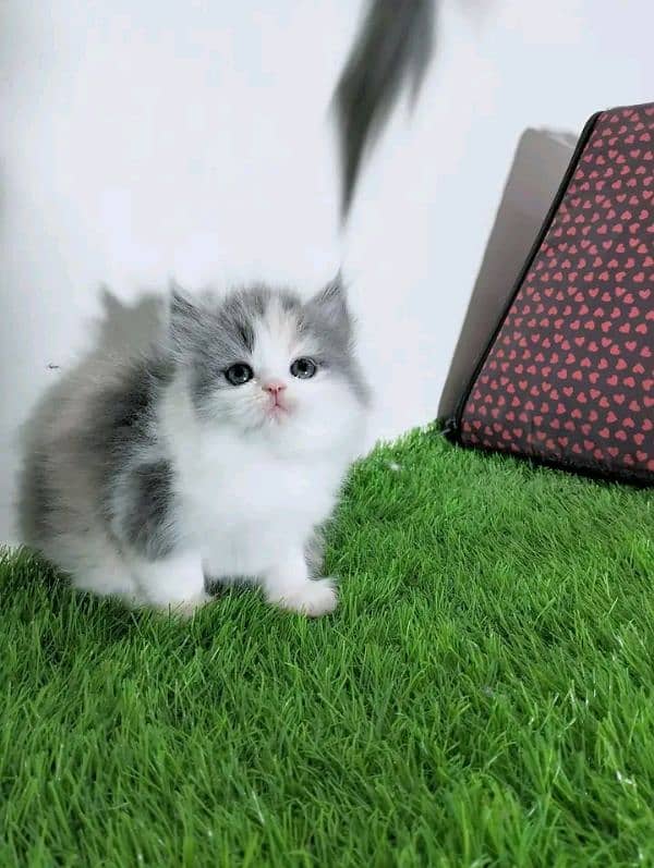 PERSIAN KITTEN FOR SALE ONLY CONTACT WHATUP 03292450497 4