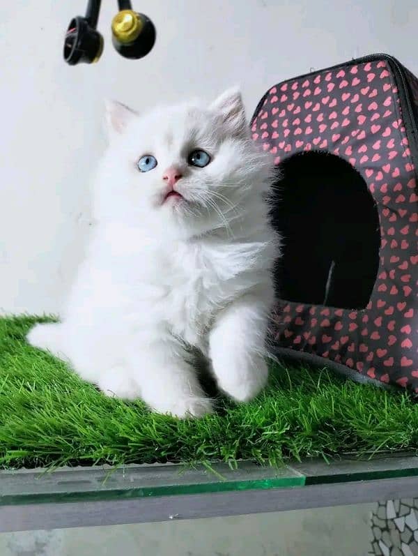 PERSIAN KITTEN FOR SALE ONLY CONTACT WHATUP 03292450497 10