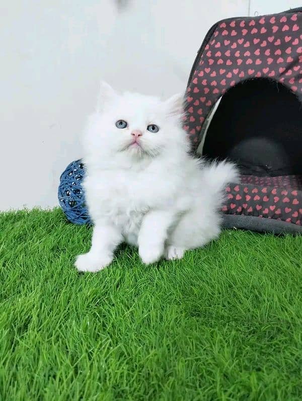 PERSIAN KITTEN FOR SALE ONLY CONTACT WHATUP 03292450497 12