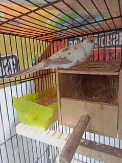 red pied female