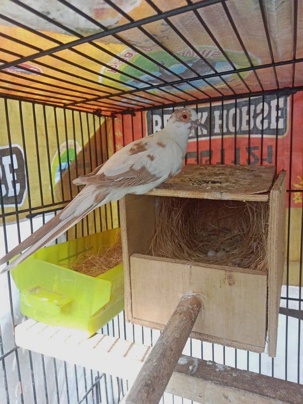 red pied female 1