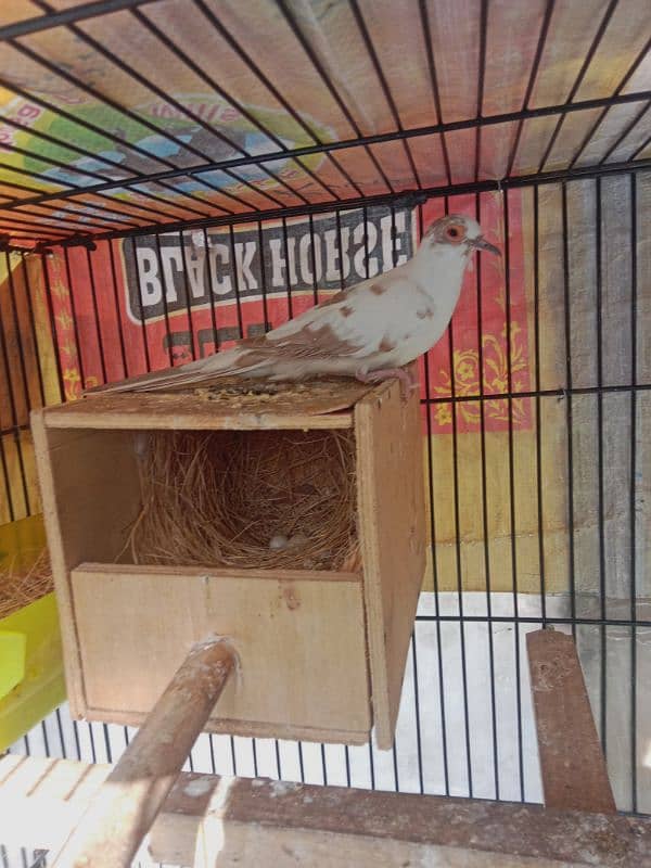 red pied female 3