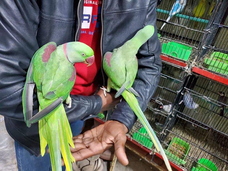 kashmiri Raw Parrot 1