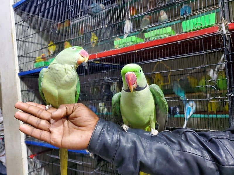 kashmiri Raw Parrot 3