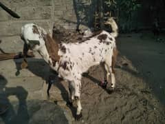 makhi cheni patha for sale age 8 month very healthy and active