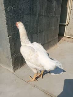 King Size Heera Female with Chick for sale