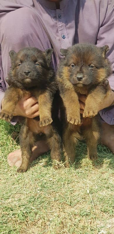 german shepherd extreme quality important bloodline puppies available 0