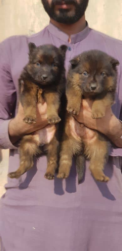 german shepherd extreme quality important bloodline puppies available 1