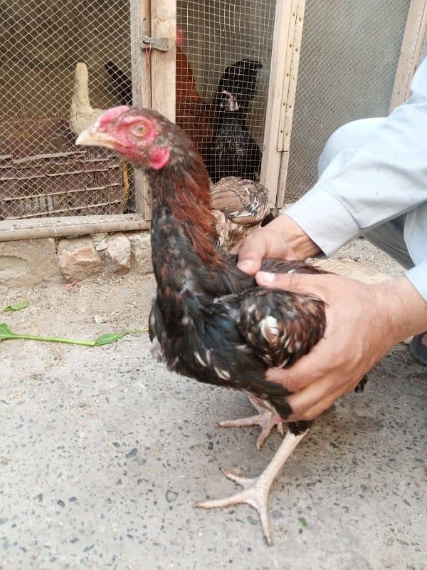 Pair and single Aseel mianwali hens for sale 4000 for Pair 0