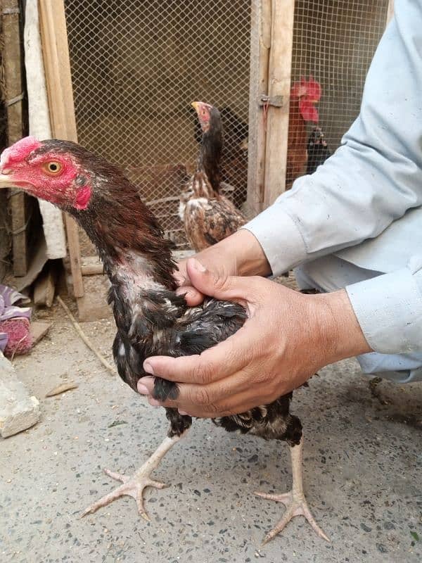 Pair and single Aseel mianwali hens for sale 4000 for Pair 1