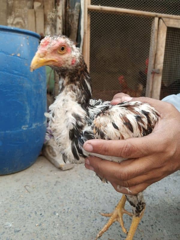 Pair and single Aseel mianwali hens for sale 4000 for Pair 2