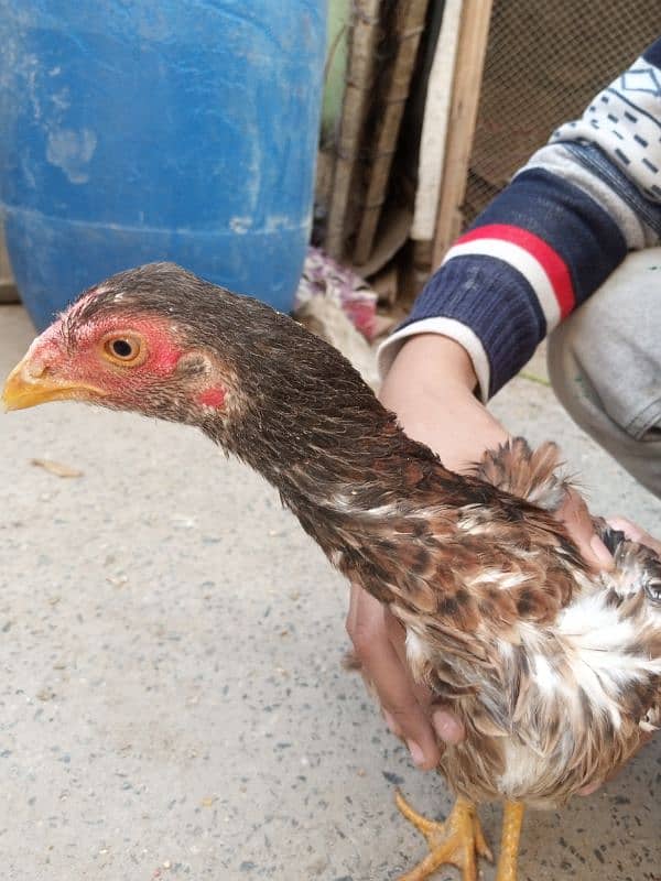 Pair and single Aseel mianwali hens for sale 4000 for Pair 3