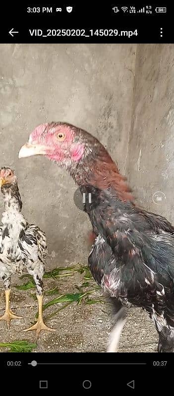 Pair and single Aseel mianwali hens for sale 4000 for Pair 4