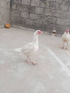 Heera White Female for sale