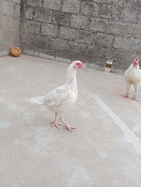 Heera White Female for sale 0