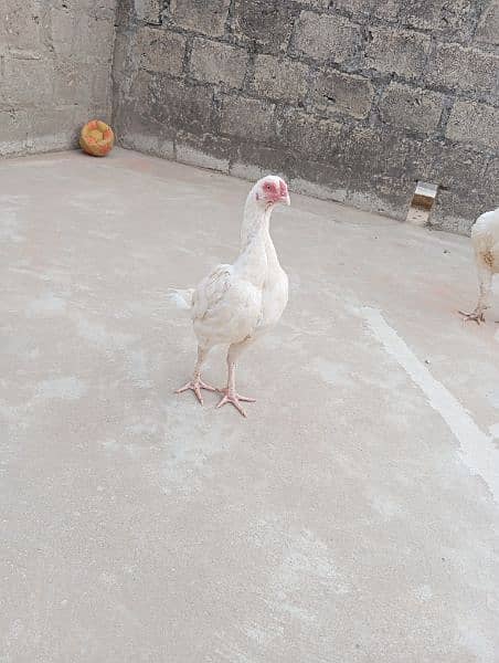 Heera White Female for sale 2