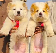 King Alabai pair pure breed security dog 2months for