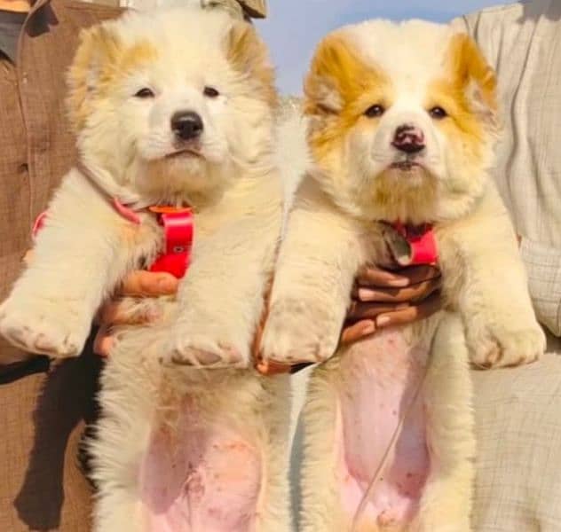 King Alabai pair pure breed security dog 2months for 0