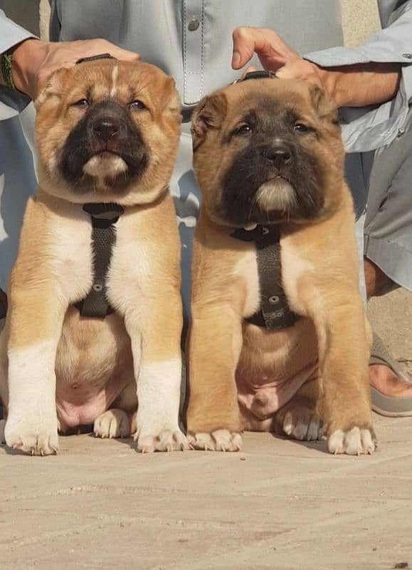 King kurdish kangaal pair pure breed security dog 2months for sale 0