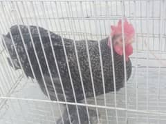 Coco bantam/bentam/bentam Male for sale