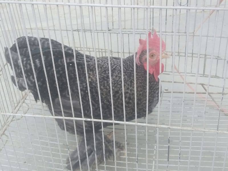 Coco bantam/bentam/bentam Male for sale 2