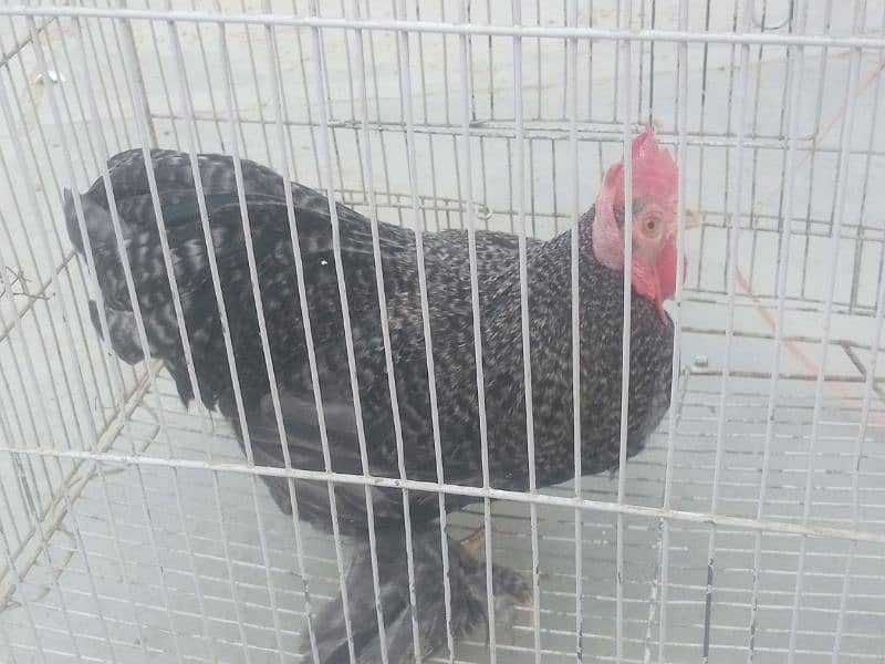 Coco bantam/bentam/bentam Male for sale 3