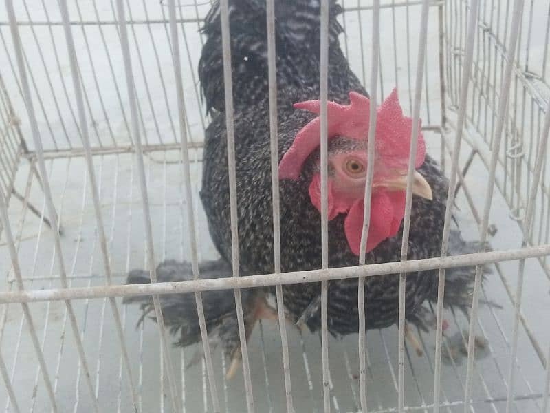 Coco bantam/bentam/bentam Male for sale 4