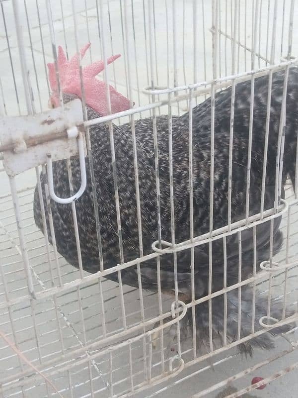 Coco bantam/bentam/bentam Male for sale 5