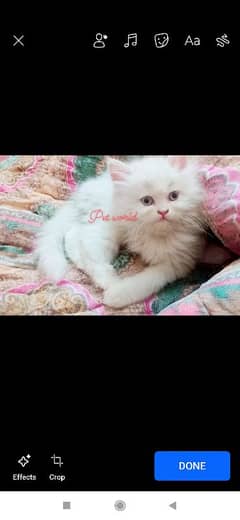 Persian kitten