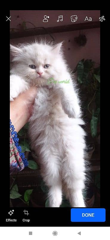 Persian kitten 2