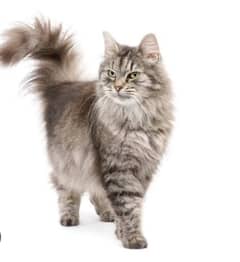 Persian male Cat gray color full vaccinated