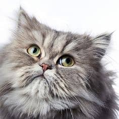 Persian male Cat gray color full vaccinated 3