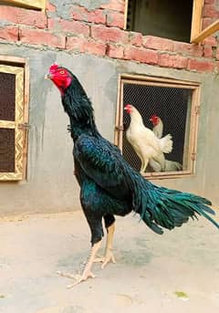 Black King O Shamo Chicks