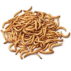 mealworms