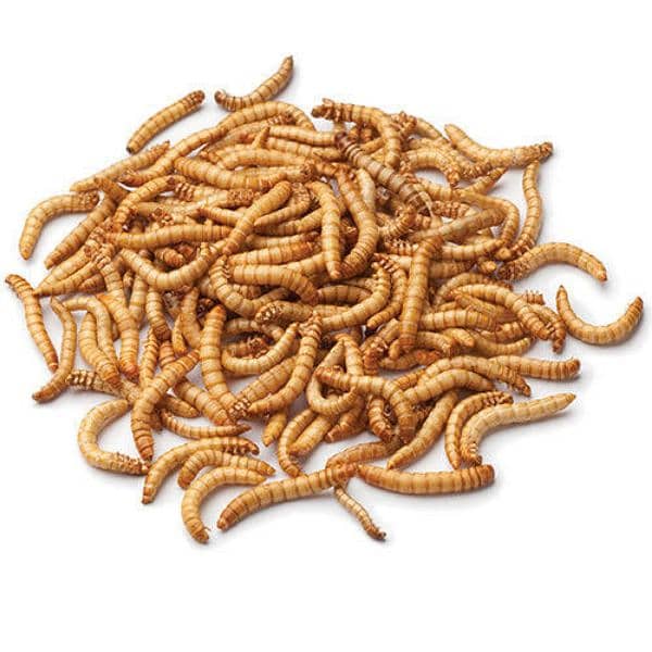 mealworms Available best feed for Birds 0