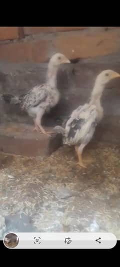 aseel shamo lahka pair chuzzy for sale video available