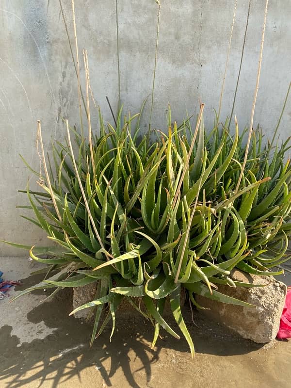 Olivera plant in fresh stock 0