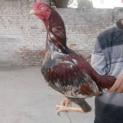 pure shamo cross ha is number per rabata karai  03096556416