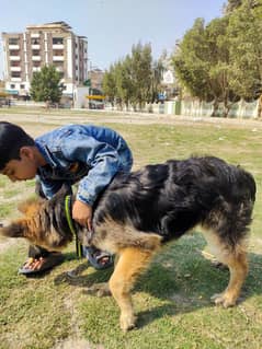 german shepherd pair