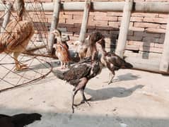 2.5 month Aseel chicks with hen for sale. .