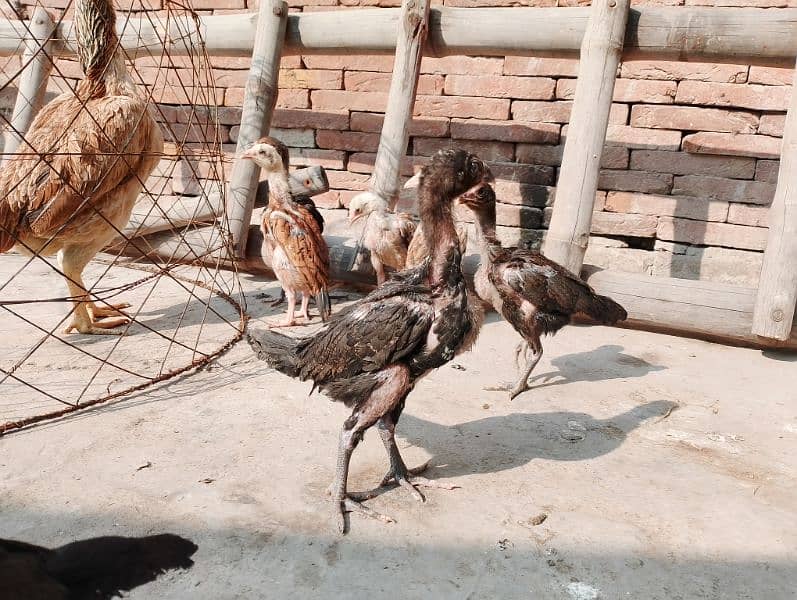 2.5 month Aseel chicks with hen for sale. . 1