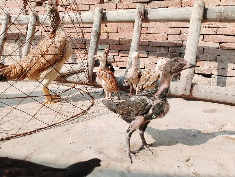 2.5 month Aseel chicks with hen for sale. . 2